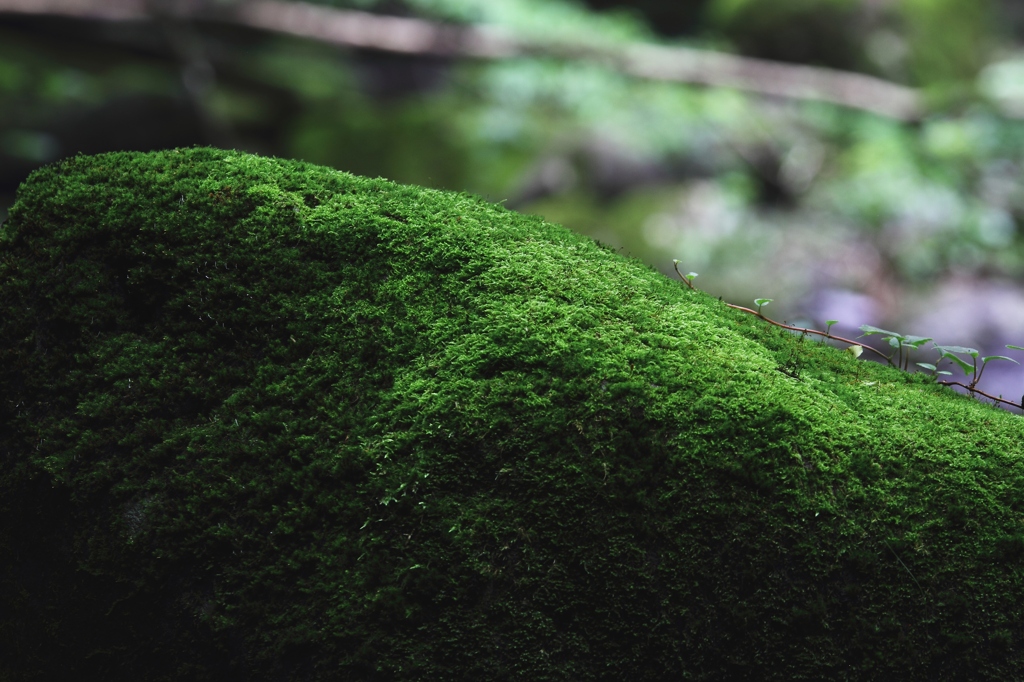 苔岩