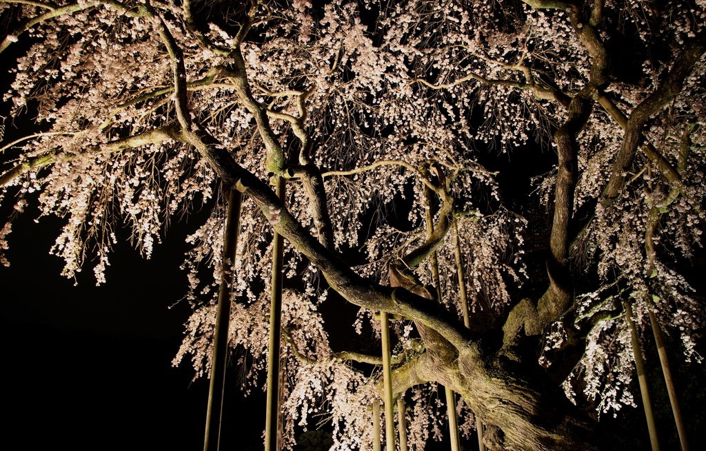 闇夜の桜