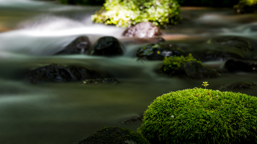 苔のある水景