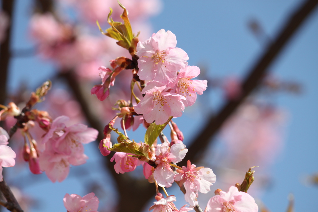 桜