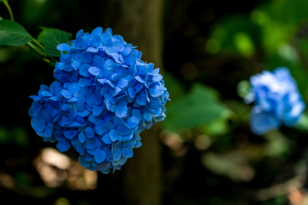 紫陽花Ⅲ