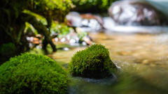 苔のある水景Ⅱ