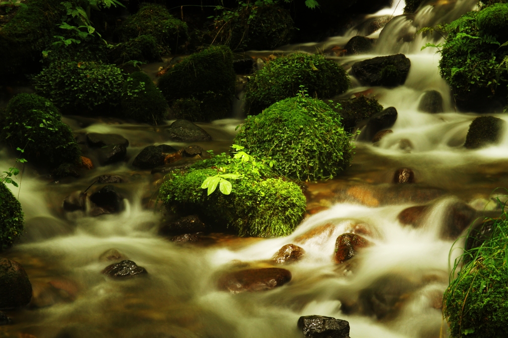 輝く苔岩