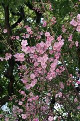 EOS10D二号機IMG_7106