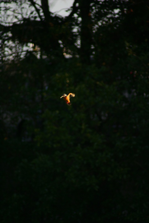 雪の中、カワセミ。140209-164001-LB1E4517_R