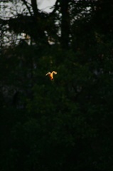 雪の中、カワセミ。140209-164001-LB1E4517_R