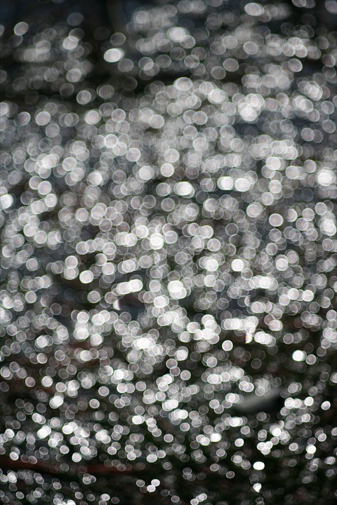 Ａｃａｌｌ　１８０ｍｍＦ３．５開放140222-142357-ZR0C4959_