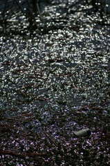 Ａｃａｌｌ　１８０ｍｍＦ３．５開放140222-142403-ZR0C4961_