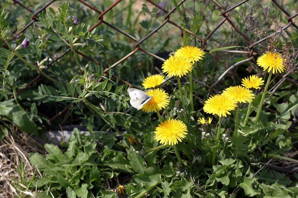 近所のたんぽぽ