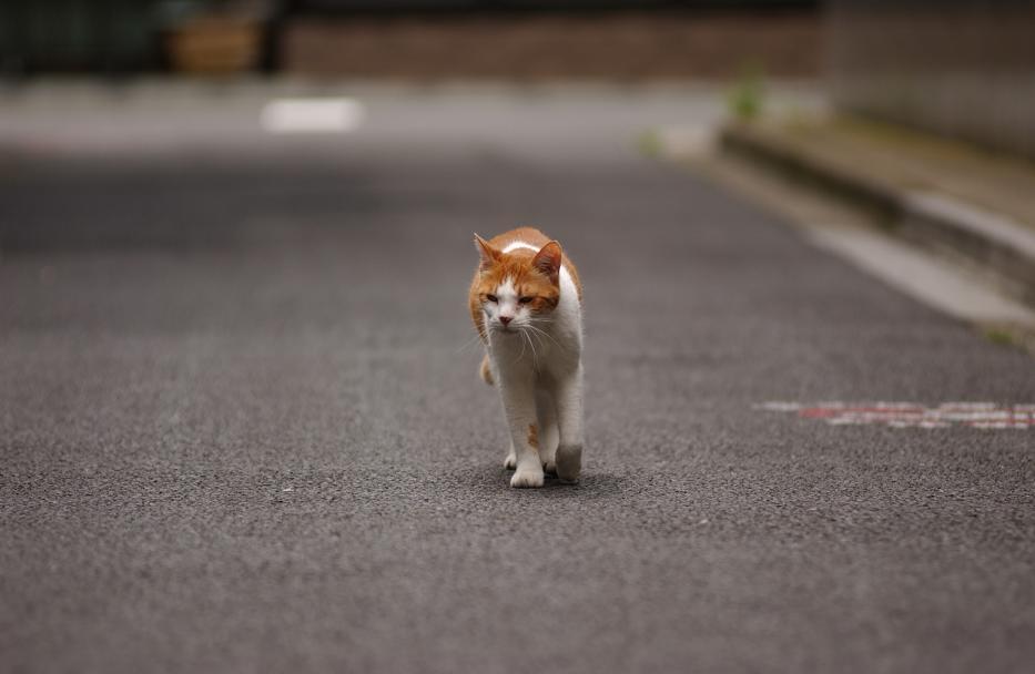 野良猫20120617秋葉の杜DSC_1937_31
