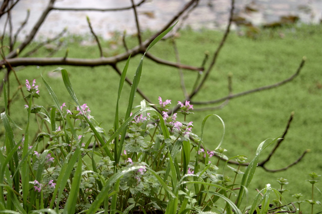 池のほとり、雨の中。