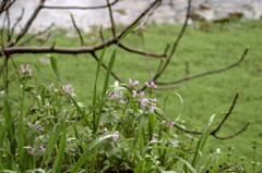 池のほとり、雨の中。