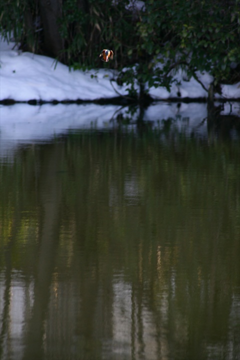 雪の中、カワセミ。140209-155049-ZR0C4682_R