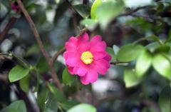 秋葉原の黄色い公園の花