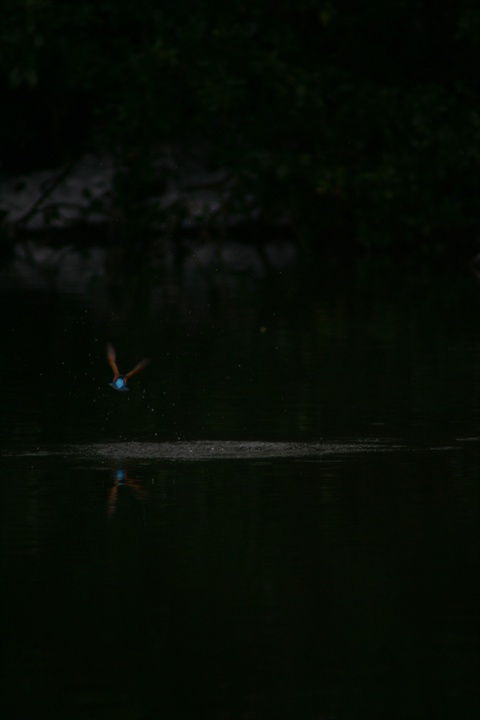 雪の中、カワセミ。140209-164005-LB1E4532_R