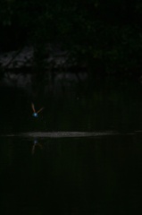 雪の中、カワセミ。140209-164005-LB1E4532_R