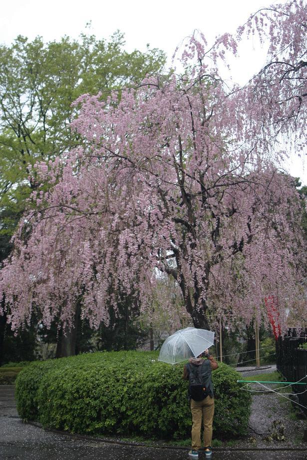 上野公園、雨降りでした。