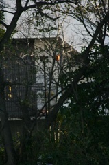 雪の中、カワセミ。140209-155046-ZR0C4681_R