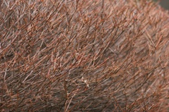 ２０１５年３月７日新木場150307-125932-IMG_1084_R