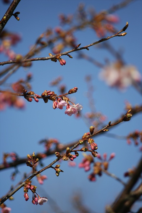 Ａｃａｌｌ　１８０ｍｍＦ３．５開放140222-142048-ZR0C4953_