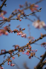 Ａｃａｌｌ　１８０ｍｍＦ３．５開放140222-142048-ZR0C4953_