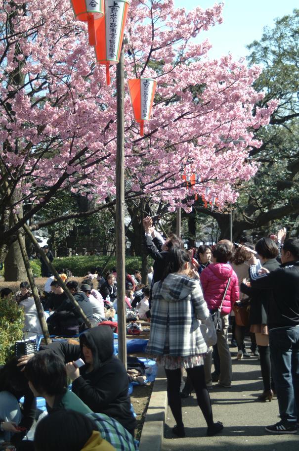上野の人気のピンクさくら