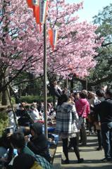 上野の人気のピンクさくら