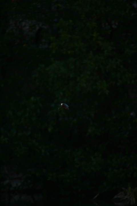 雪の中、カワセミ。140209-164004-LB1E4524_R