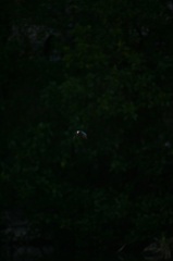 雪の中、カワセミ。140209-164004-LB1E4524_R