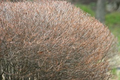 ２０１５年３月７日新木場150307-125843-IMG_1083_R