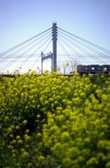 春っぽいですね。