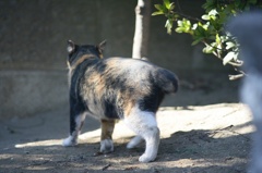 Ａｃａｌｌ　１８０ｍｍＦ３．５開放140222-142153-ZR0C4955_