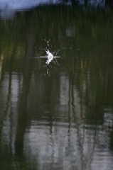 雪の中、カワセミ。140209-155050-ZR0C4684_R