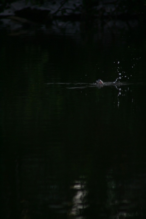 雪の中、カワセミ。140209-164005-LB1E4529_R