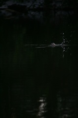 雪の中、カワセミ。140209-164005-LB1E4529_R