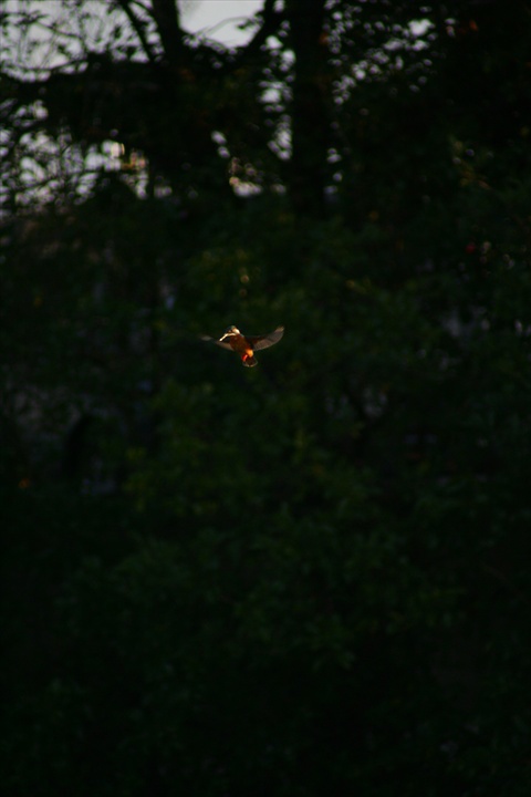 雪の中、カワセミ。140209-164001-LB1E4518_R