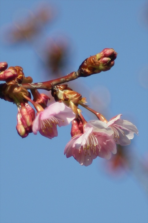 Ａｃａｌｌ　１８０ｍｍＦ３．５開放140222-142048-ZR0C4953t