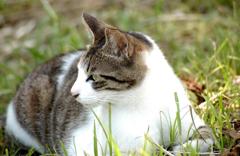 20120513野良猫DSC_0381