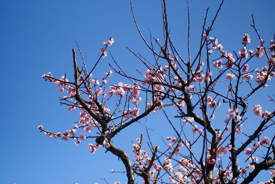 川沿いの梅の花