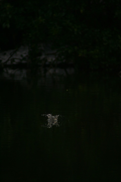 雪の中、カワセミ。140209-164004-LB1E4527_R