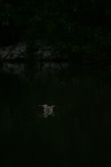 雪の中、カワセミ。140209-164004-LB1E4527_R