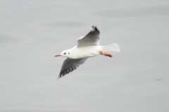 かもめ？121222-143118-秋葉原DSC03603_R