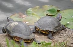 20120512不忍池のカメたち