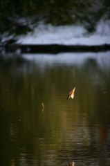 雪の中、カワセミ。140209-153835-ZR0C4591_R