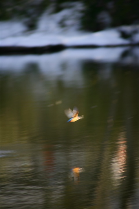 雪の中、カワセミ。140209-153836-ZR0C4594_R