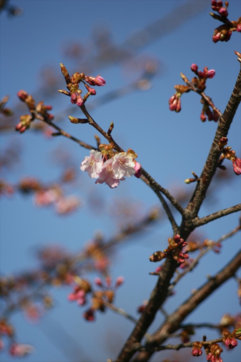 Ａｃａｌｌ　１８０ｍｍＦ３．５開放140222-142011-ZR0C4951_