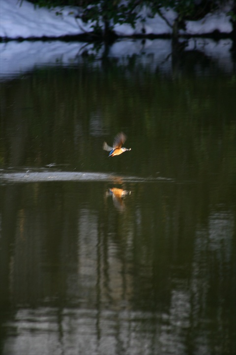 雪の中、カワセミ。140209-155050-ZR0C4686_R