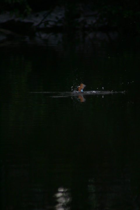 雪の中、カワセミ。140209-164005-LB1E4530_R