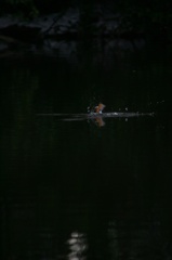 雪の中、カワセミ。140209-164005-LB1E4530_R