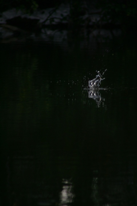 雪の中、カワセミ。140209-164004-LB1E4528_R